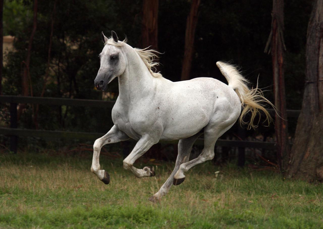 Horse Animal Equine White - Free photo on Pixabay - Pixabay