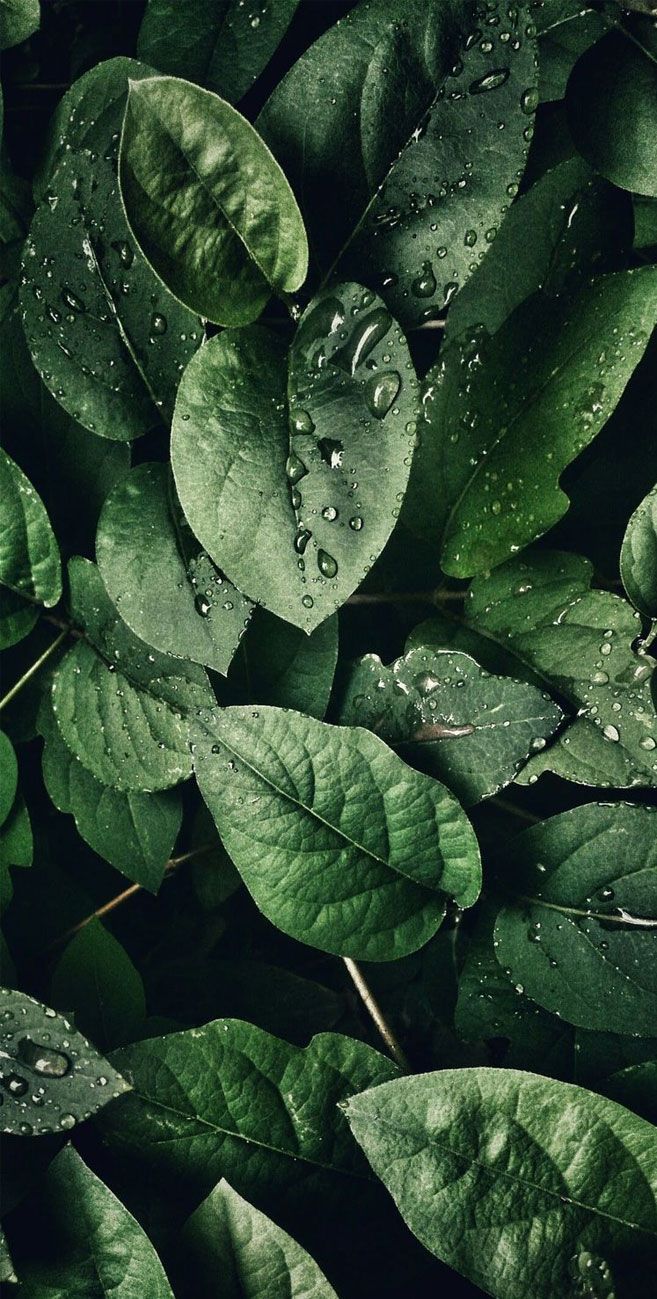 Tropical Leaves Botanicals Leaf Phone Wallpaper iPhone