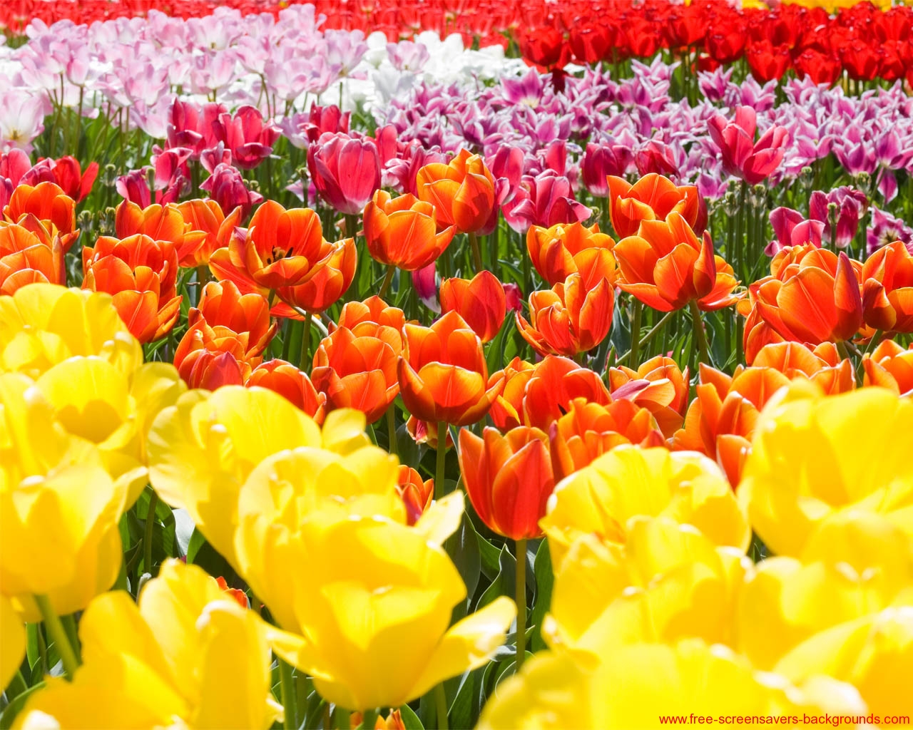 Spring Flower Wallpapers   Screensavers and Backgrounds 1280x1024