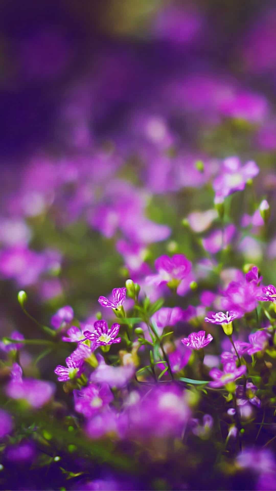 Flower iPhone Background Wallpaper