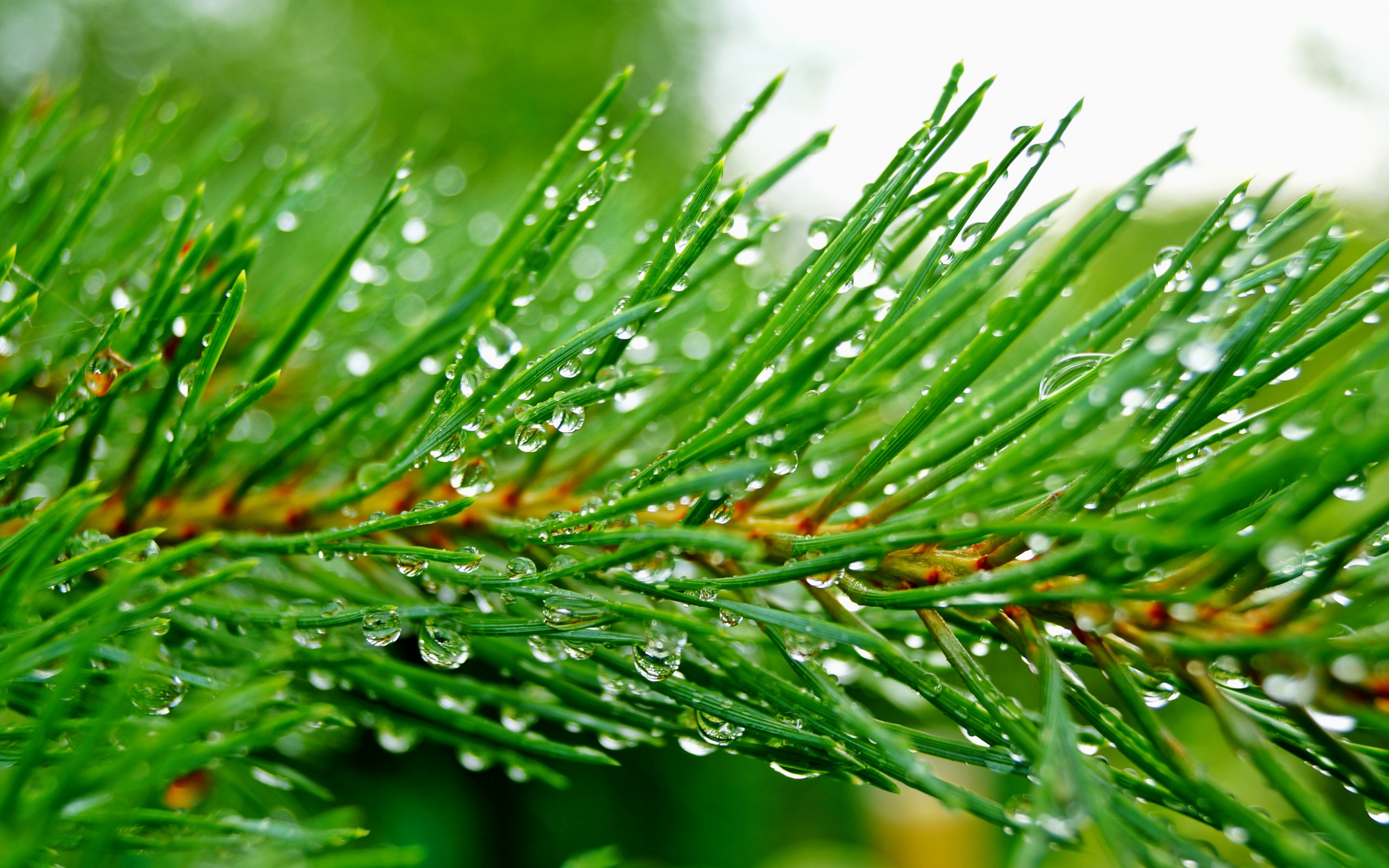 HD Pine Tree Wallpapers Download Free   869946