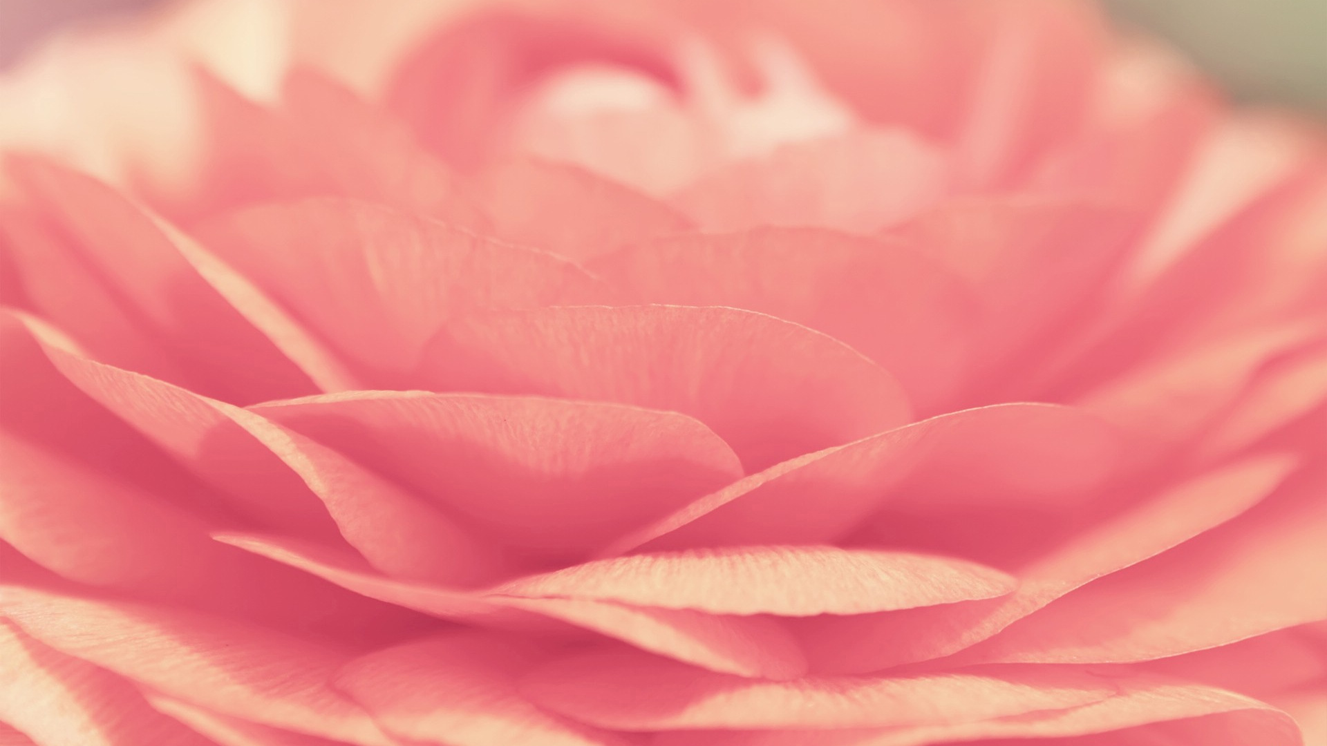 Pink Wallpaper Rose Desktop