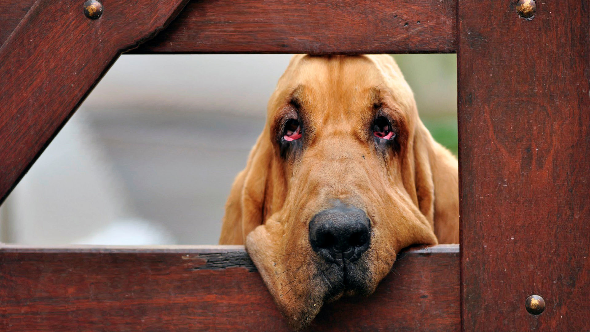 Bloodhound Became Sad Wallpaper And Image Pictures