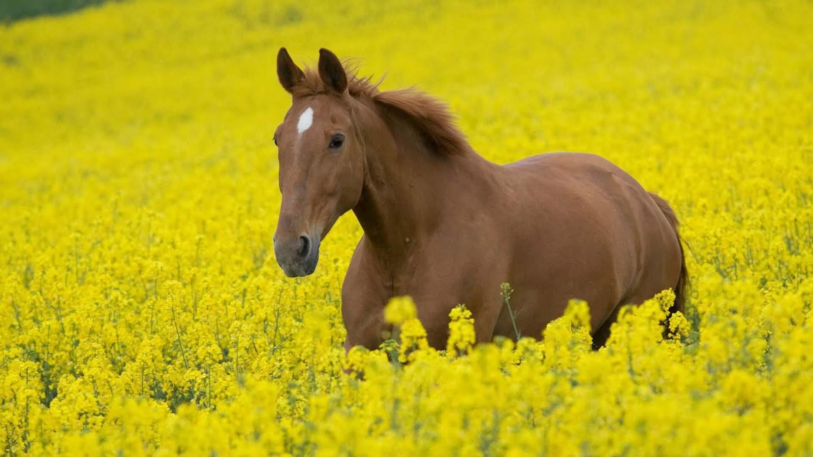 Cute Horse Wallpaper Android Apps On Google Play