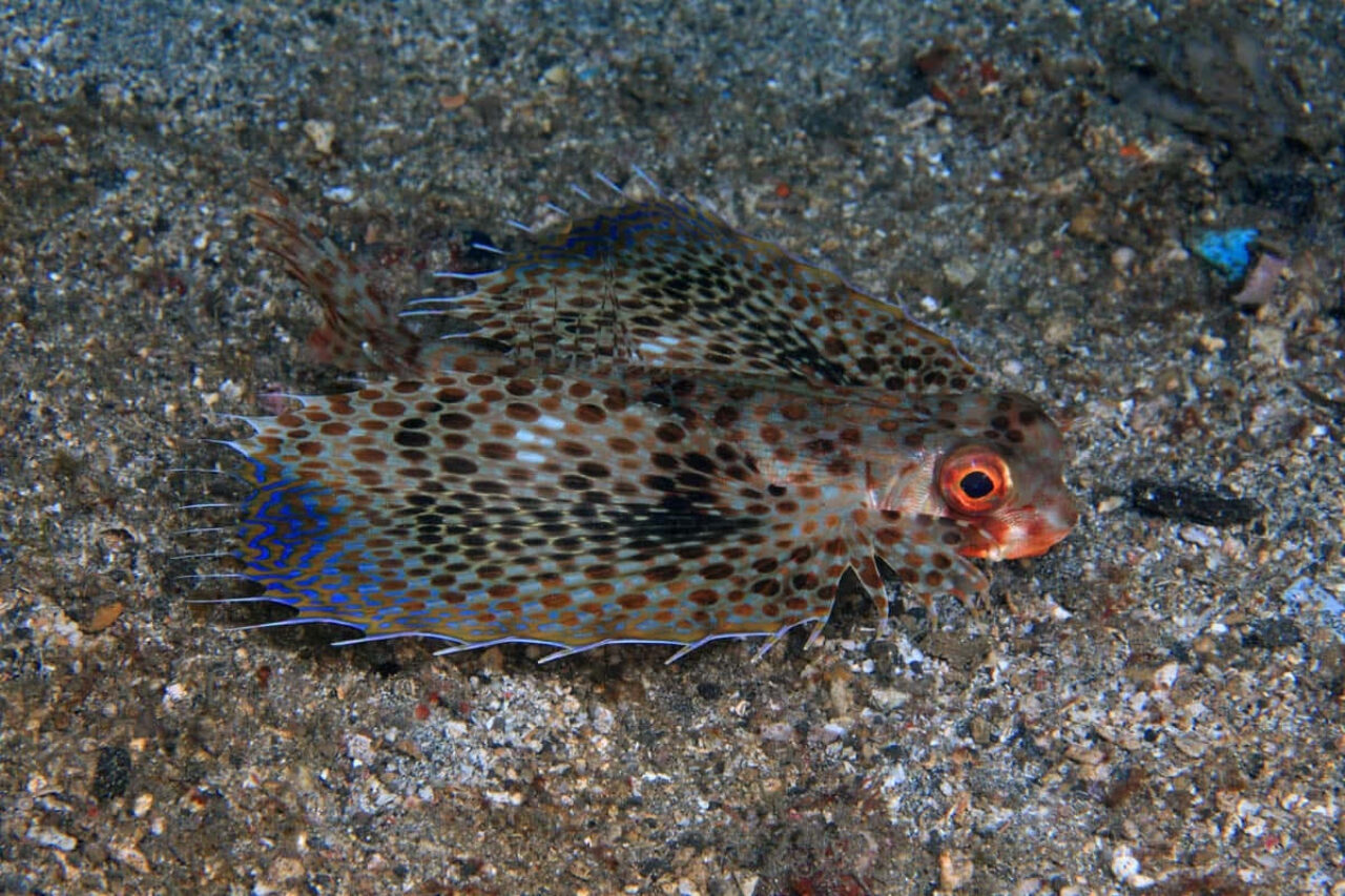 Vibrant Spotted Flying Gurnard Wallpaper