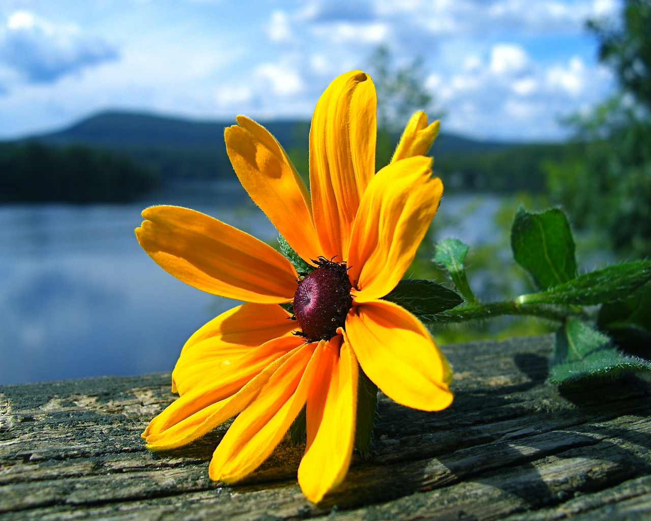 A vibrant yellow Black-Eyed Susan flower rests on a weathered wooden surface, with a blurred background of a tranquil lake and rolling hills under a blue sky