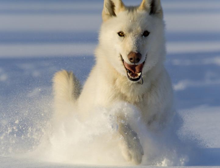 White Husky With Brown Eyes Image Pictures Becuo