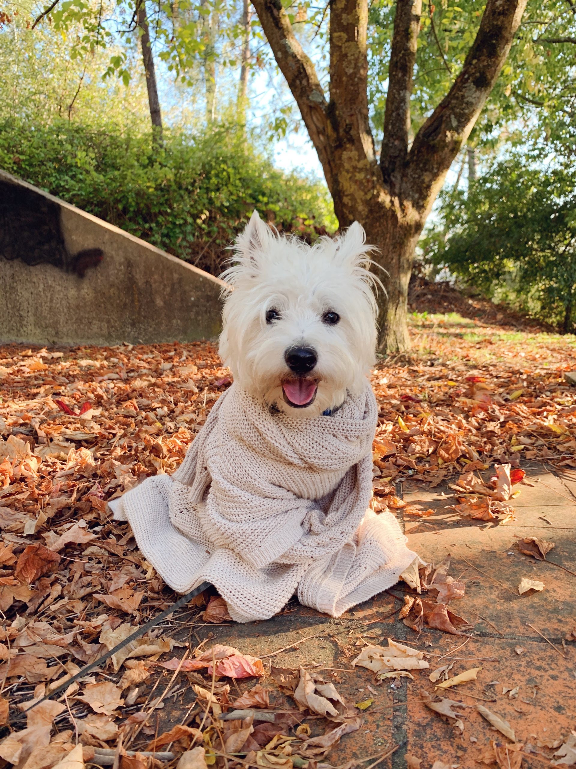 Autumn Wallpaper With Sami The Westie