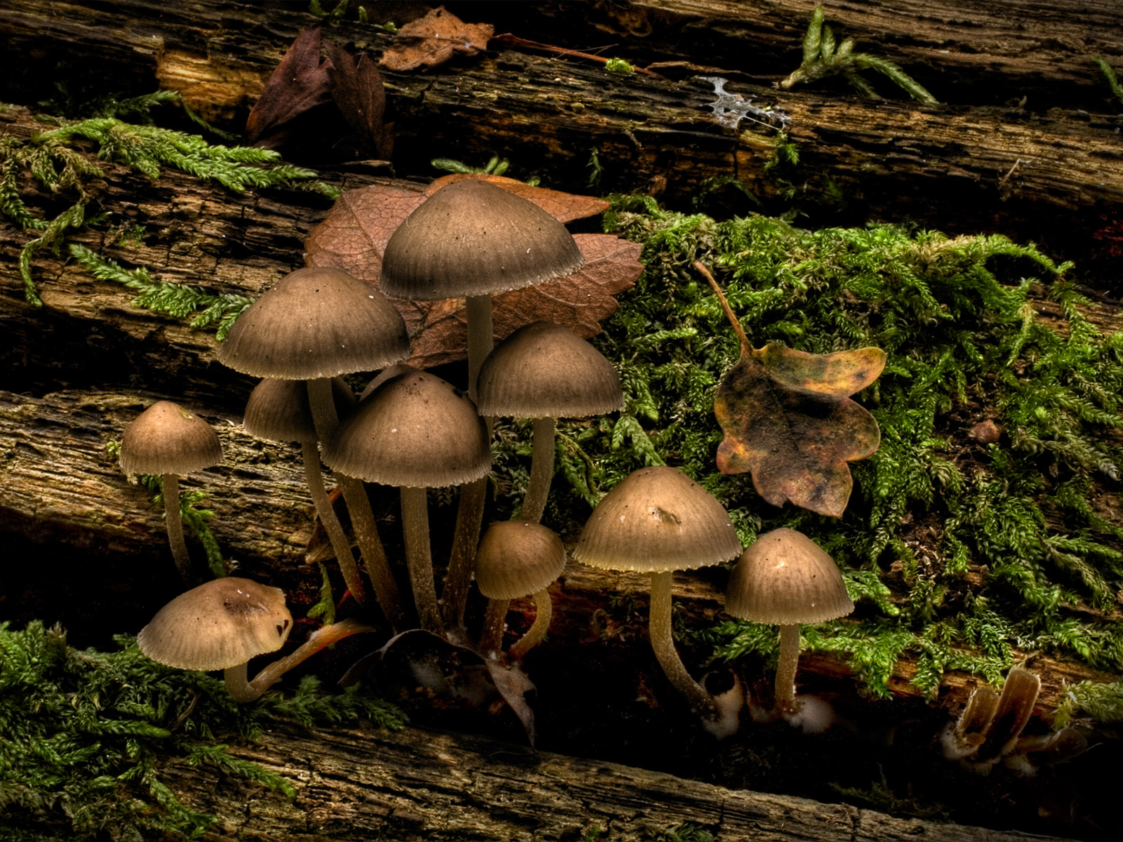 Identifying Mushrooms Pictures And Names Magical Northeast