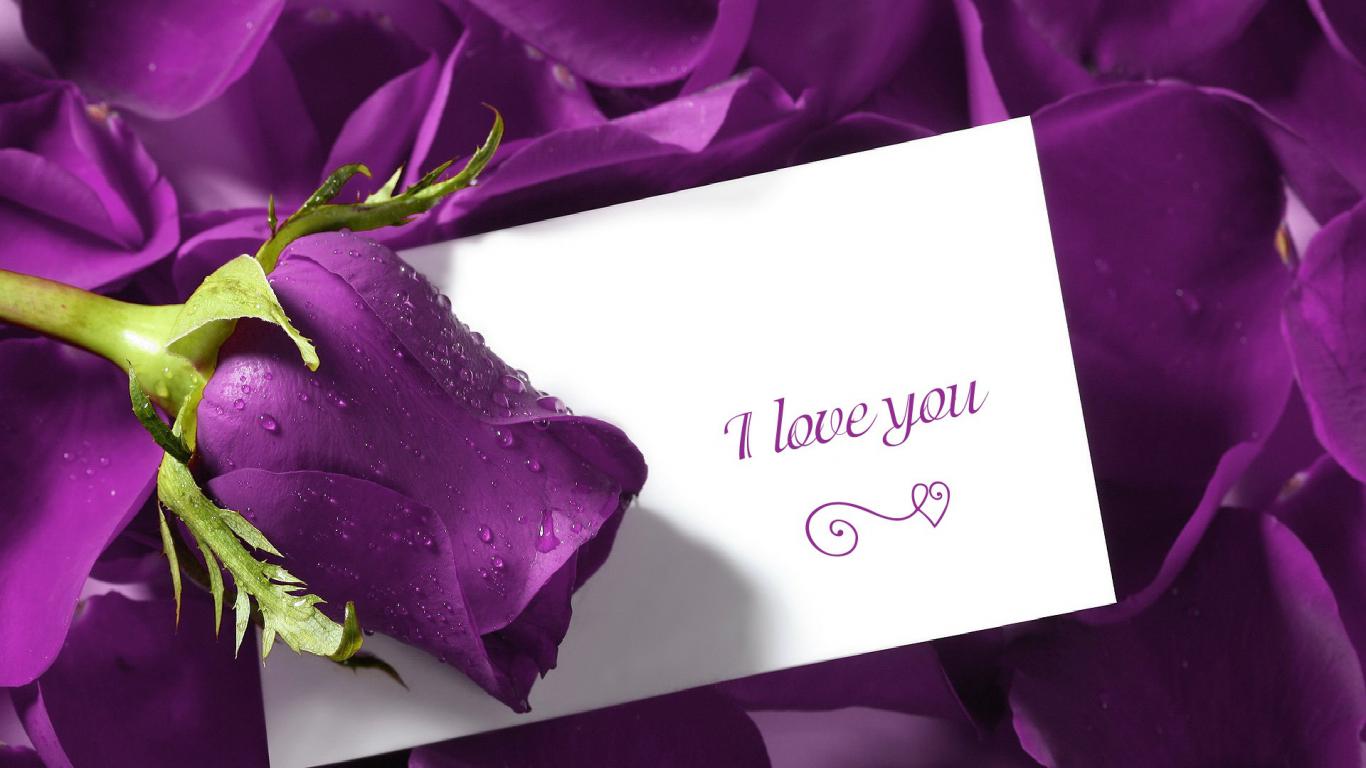 Full HD Love Wallpaper With Romantic Purple Wet Rose