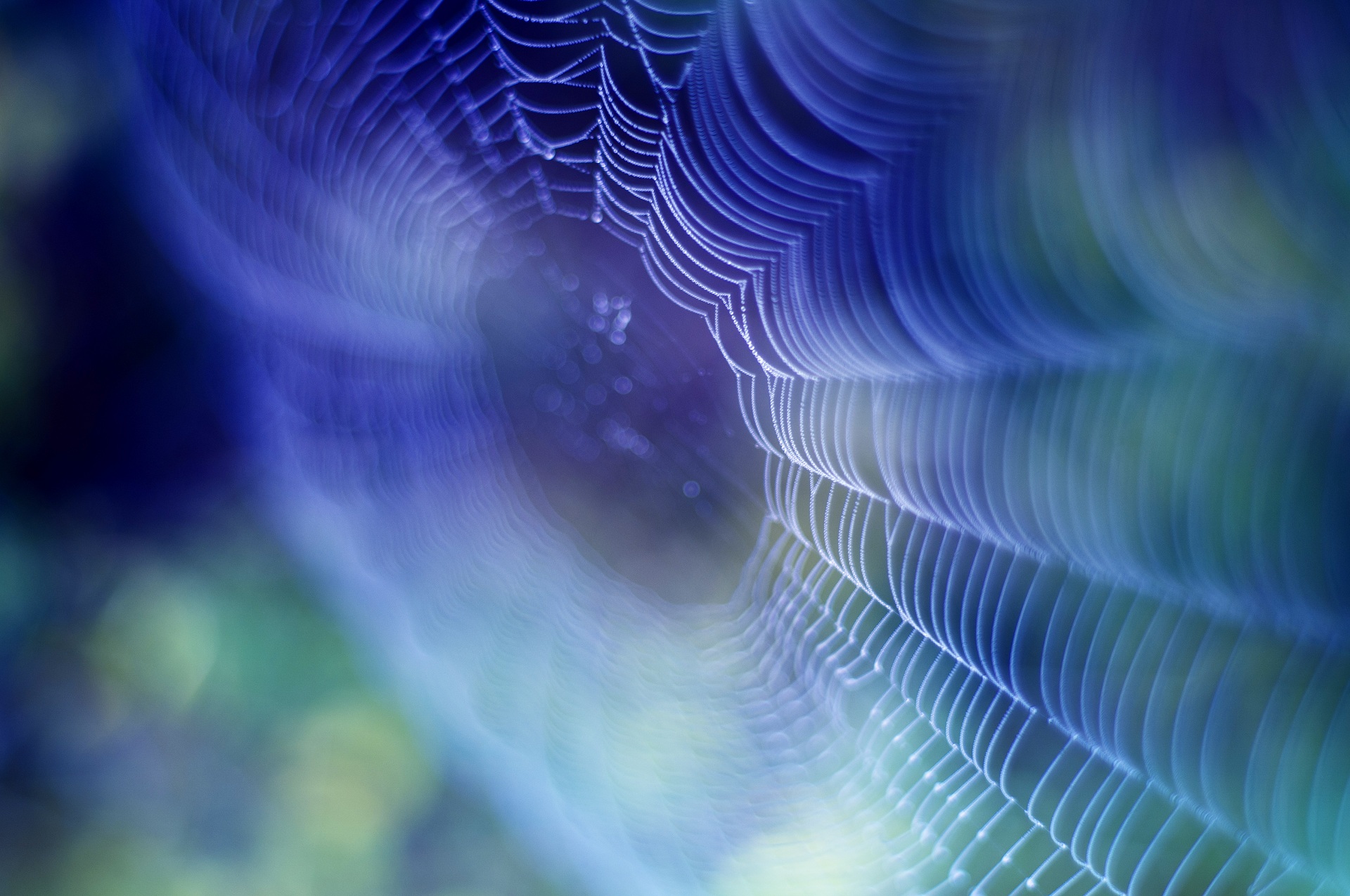 Spider Web Macro Photography Wallpaper Background