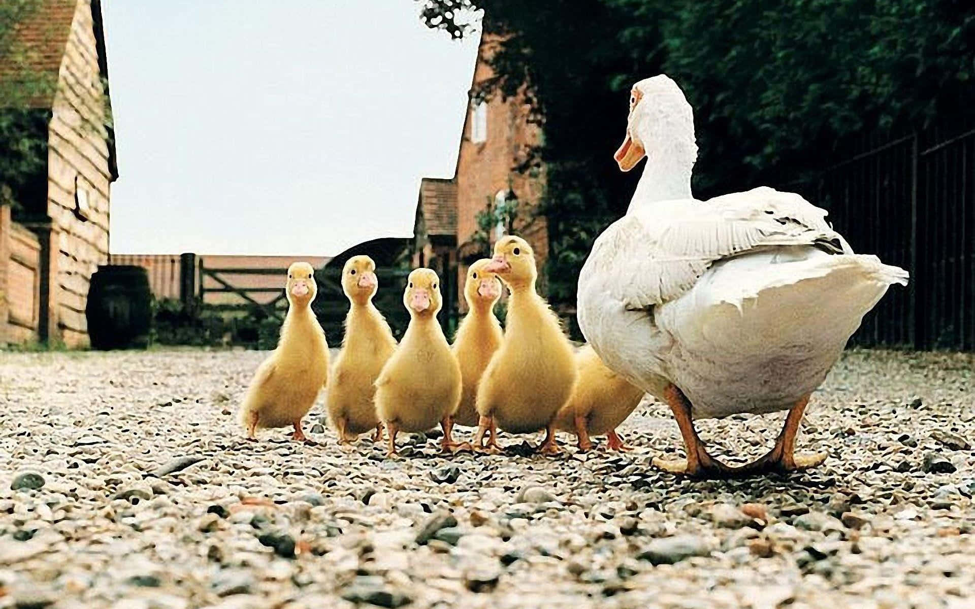 Baby Duck Background Wallpaper