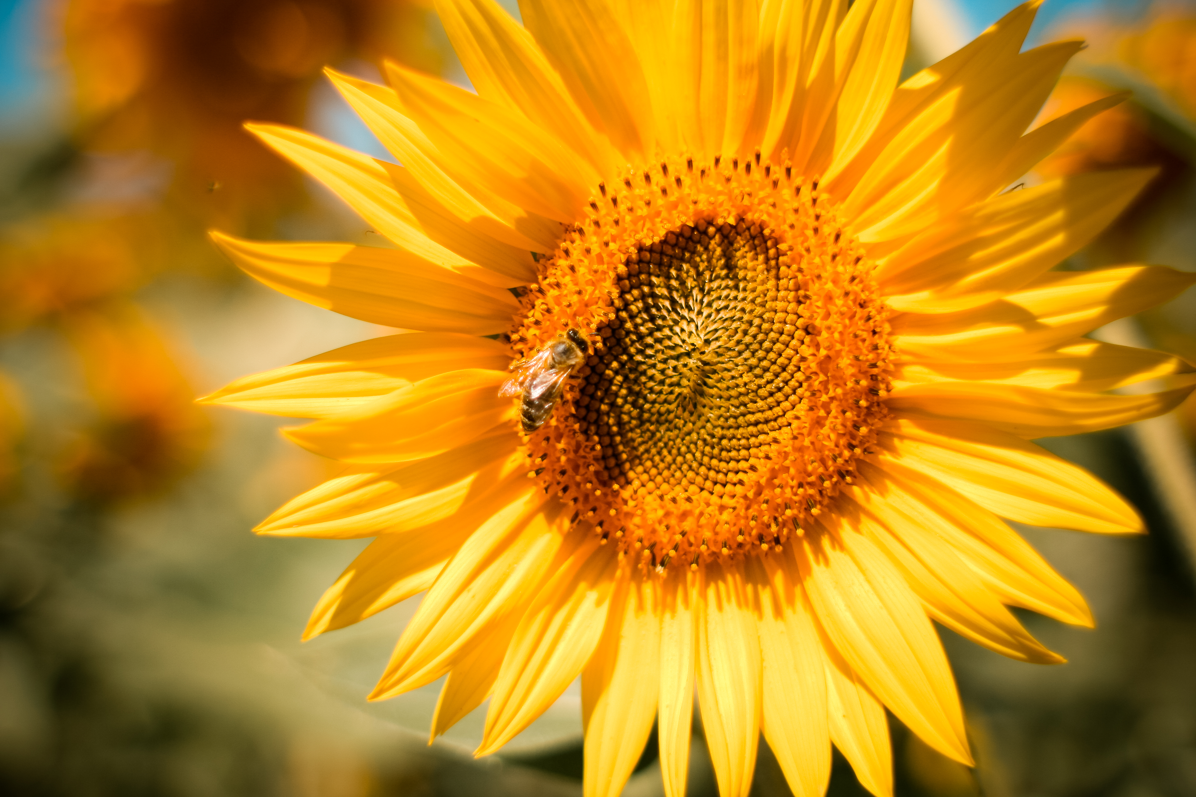 Sunflower With A Bee Stock Photo Picjumbo