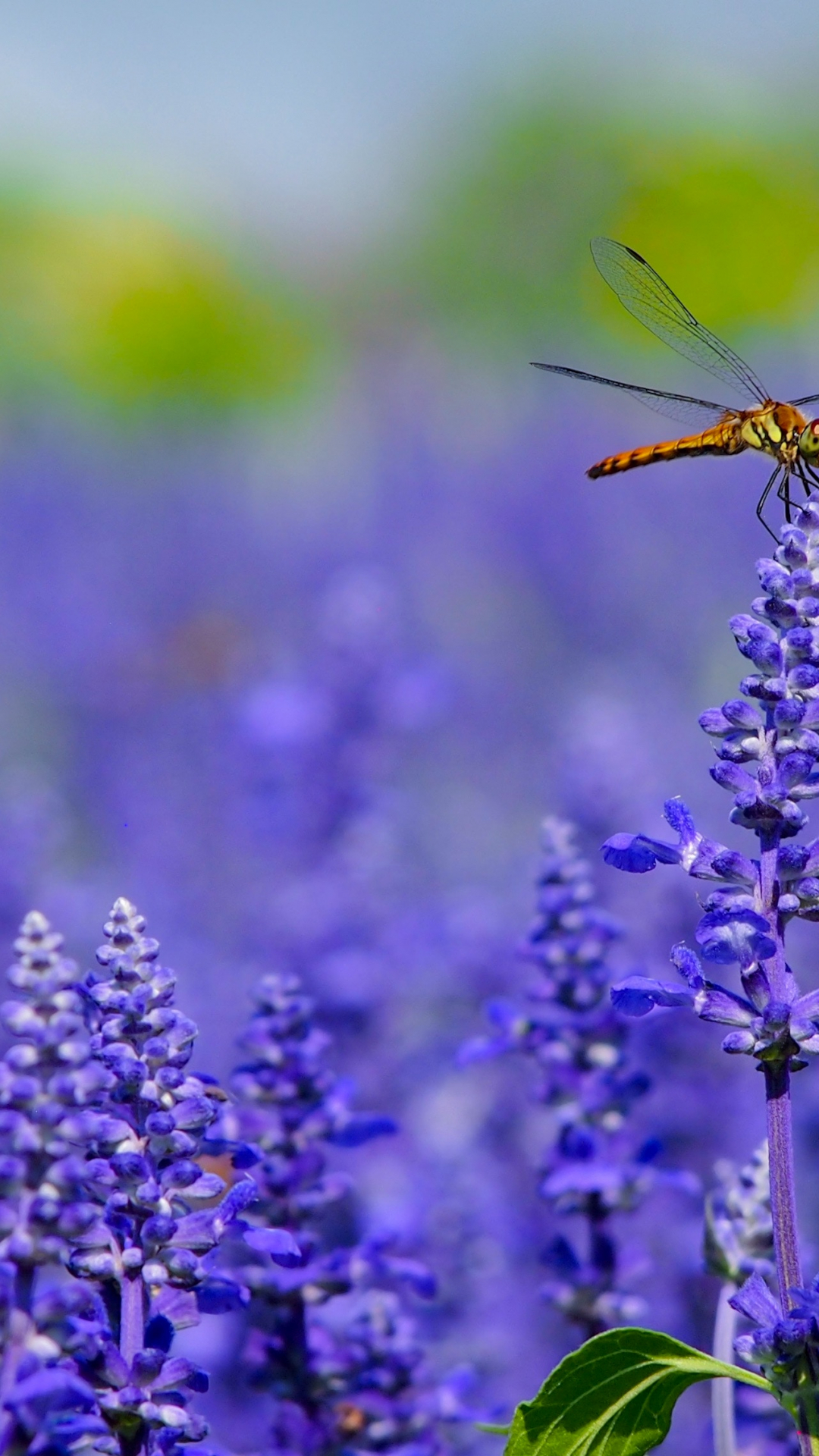 Dragonfly On Lavender iPhone Wallpaper Idrop News