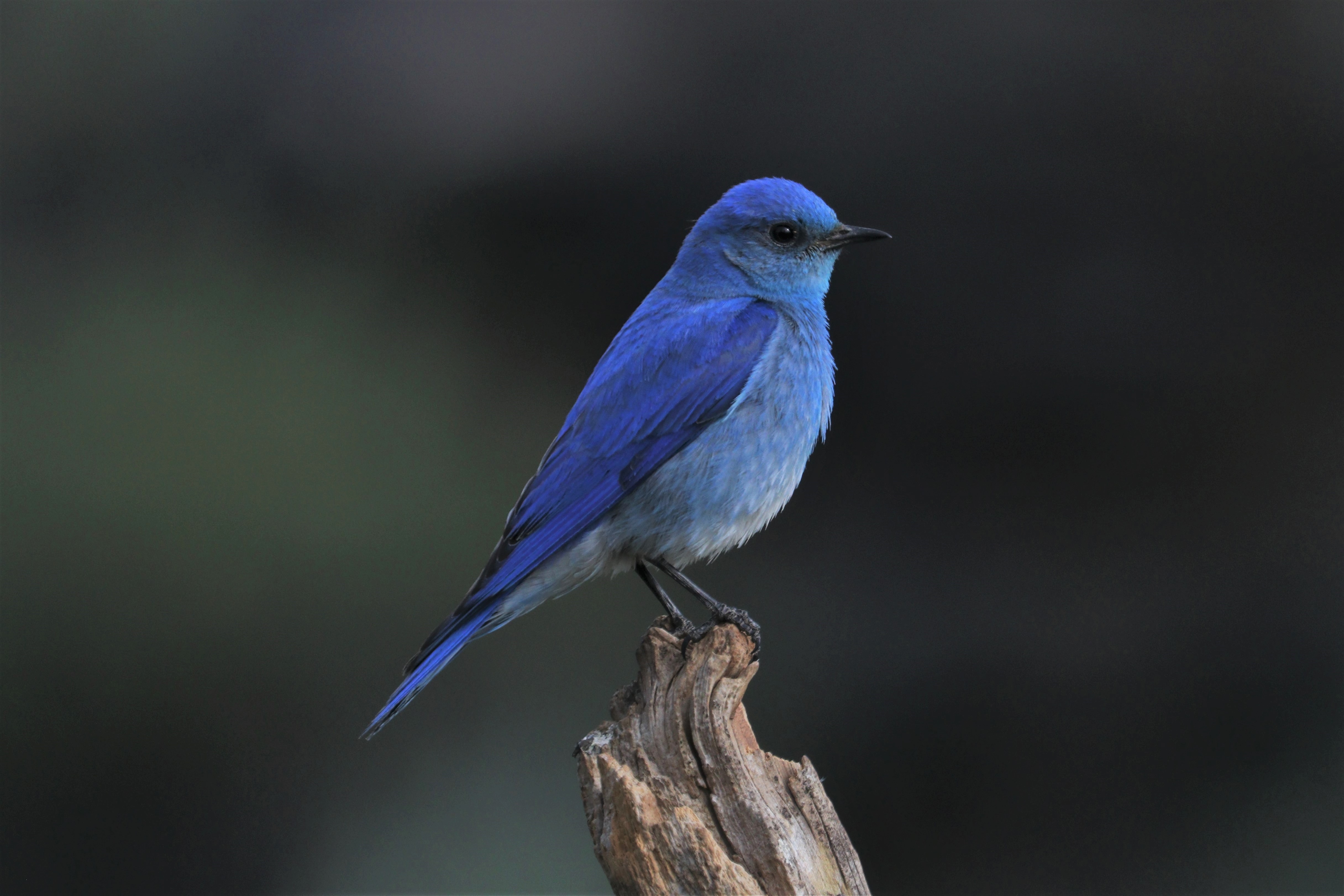 File Mountain Bluebird Oregon Jpg Wikimedia Mons