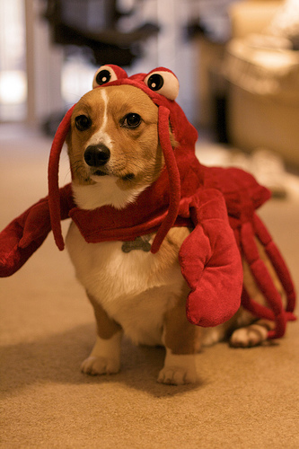 Lobster Costume Dog