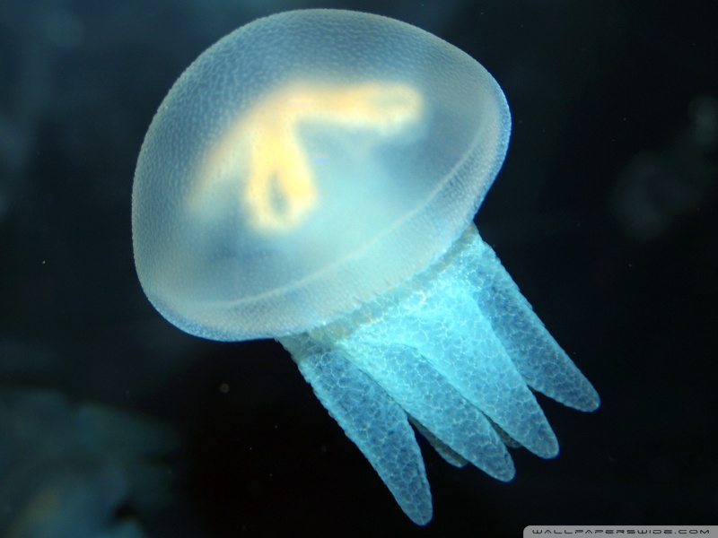 Wallpaper Jellyfish HD