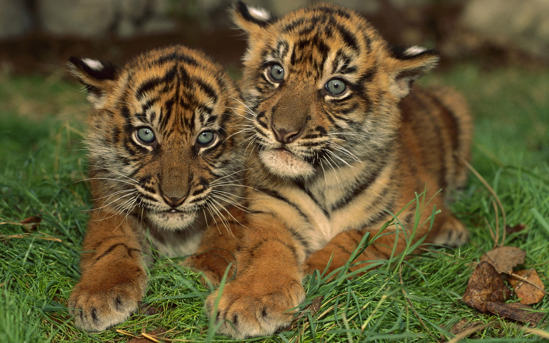  Wallpapers Two little tigers Backgrounds Two little tigers Free HD