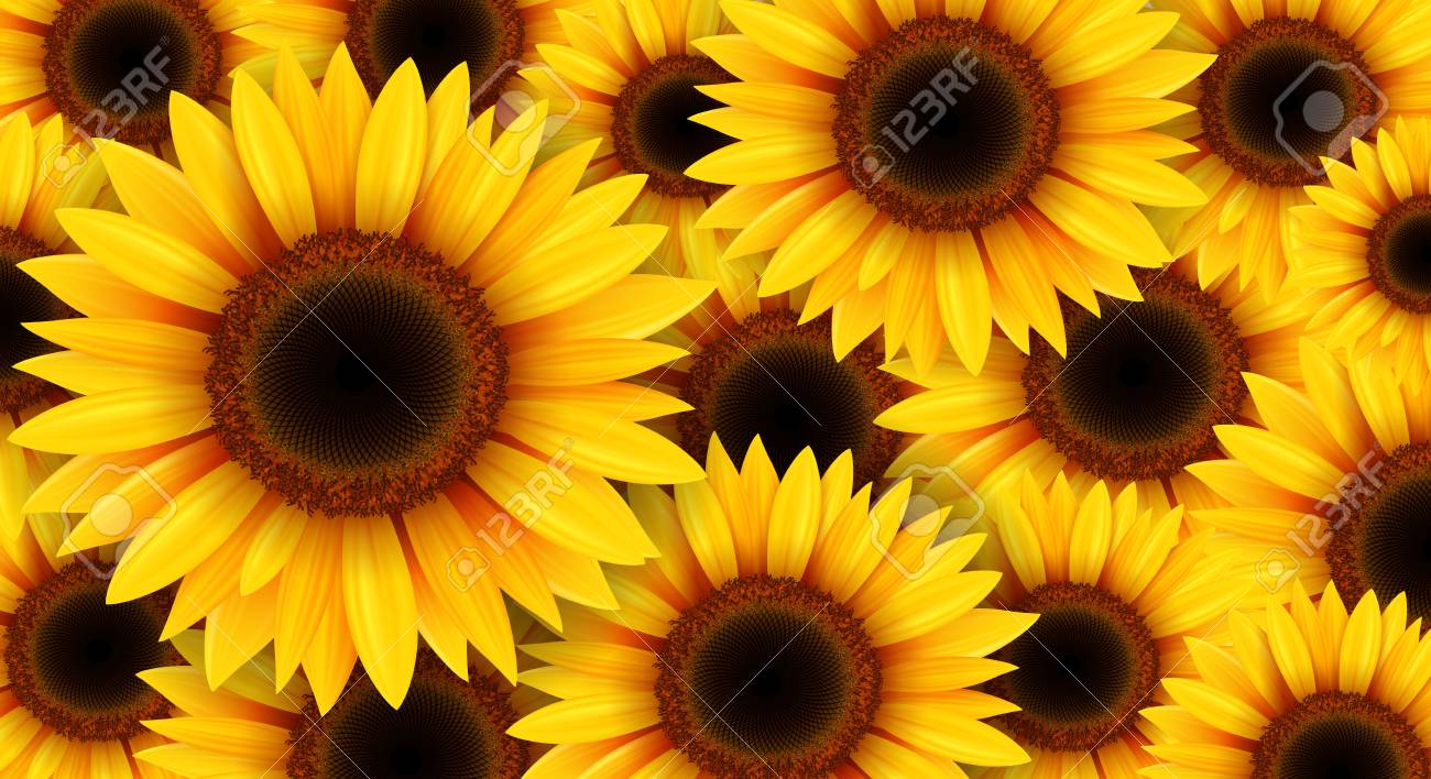 Sunflowers Background Summer Flowers Vector Illustration Royalty