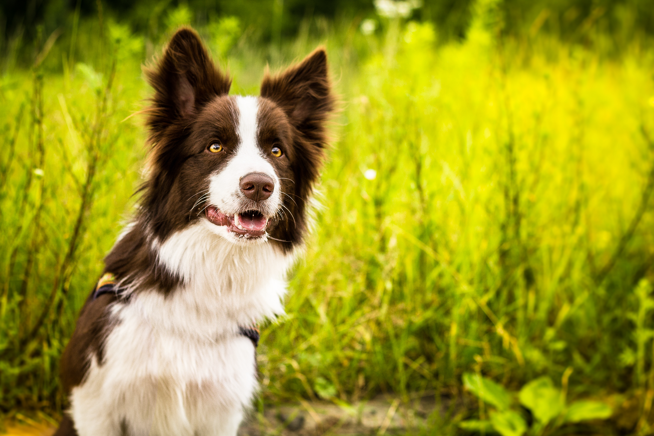 🔥 Download Border Collie On A Background Of Green Grass Wallpaper And ...