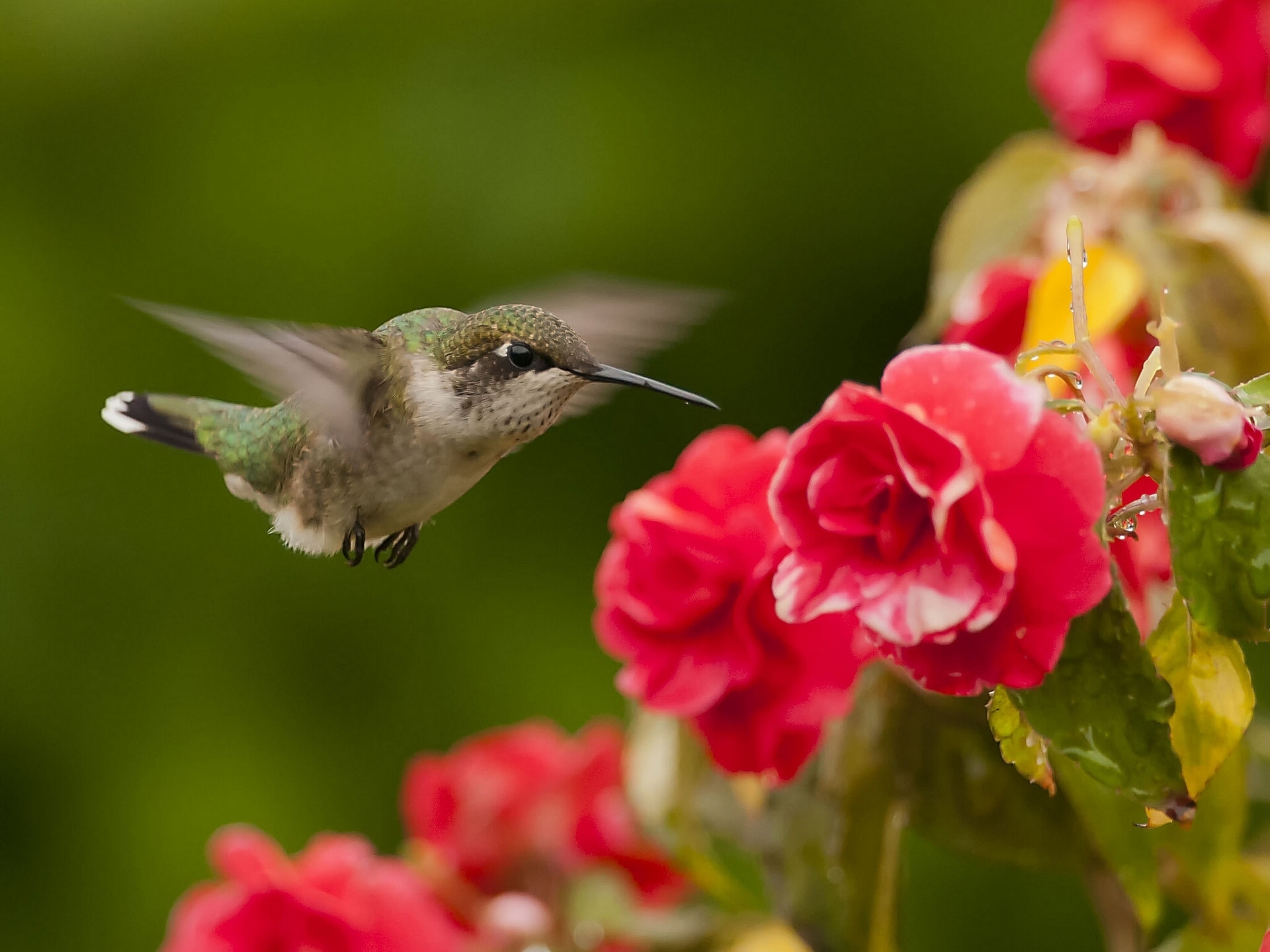 Bird Hummingbirds Flowers Birds Nature Raketohvost