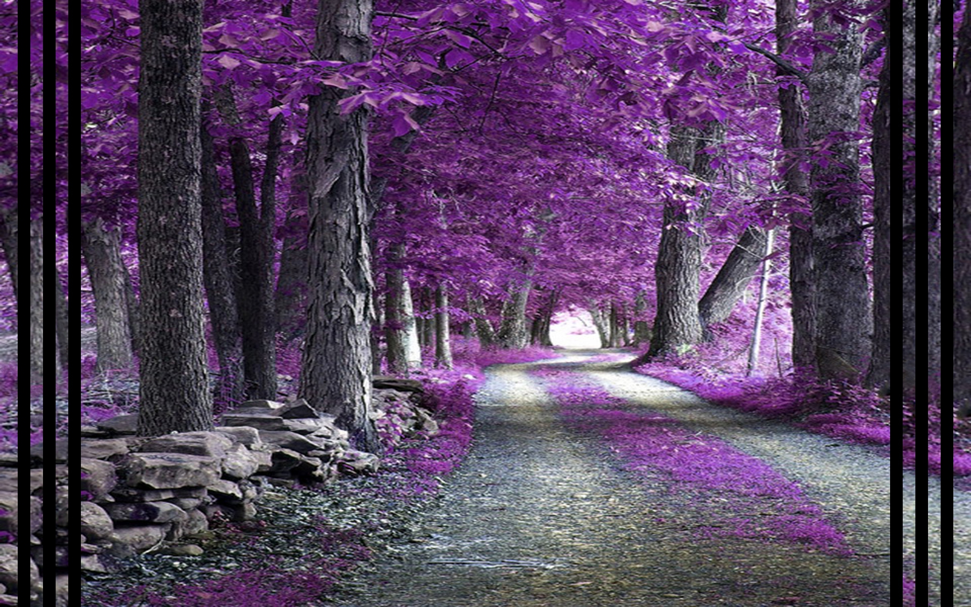Fantasy Image Purple Forest Wallpaper Photos
