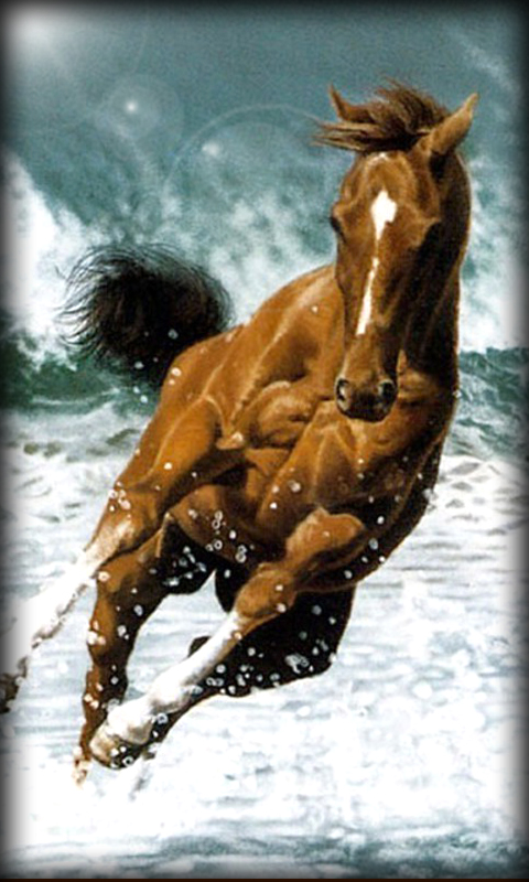 Horse Live Wallpaper For Your Android Phone