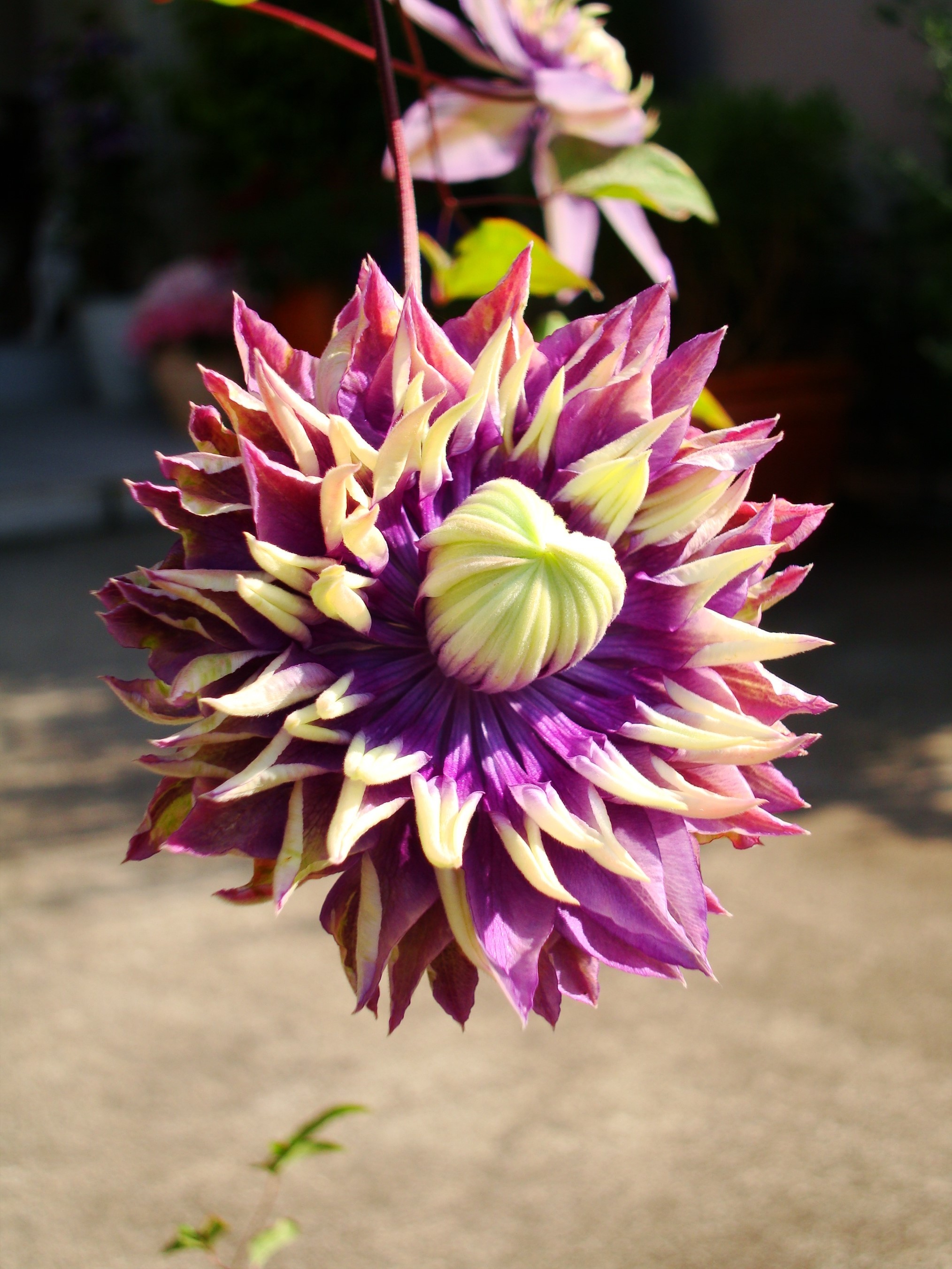 Wonderful Clematis Image Flower