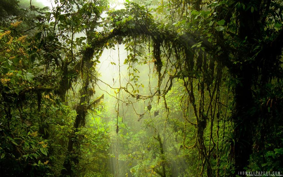 Monteverde Cloud Forest Preserve Costa Rica Wallpaper Nature And