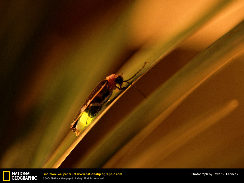 Firefly Picture Desktop Wallpaper