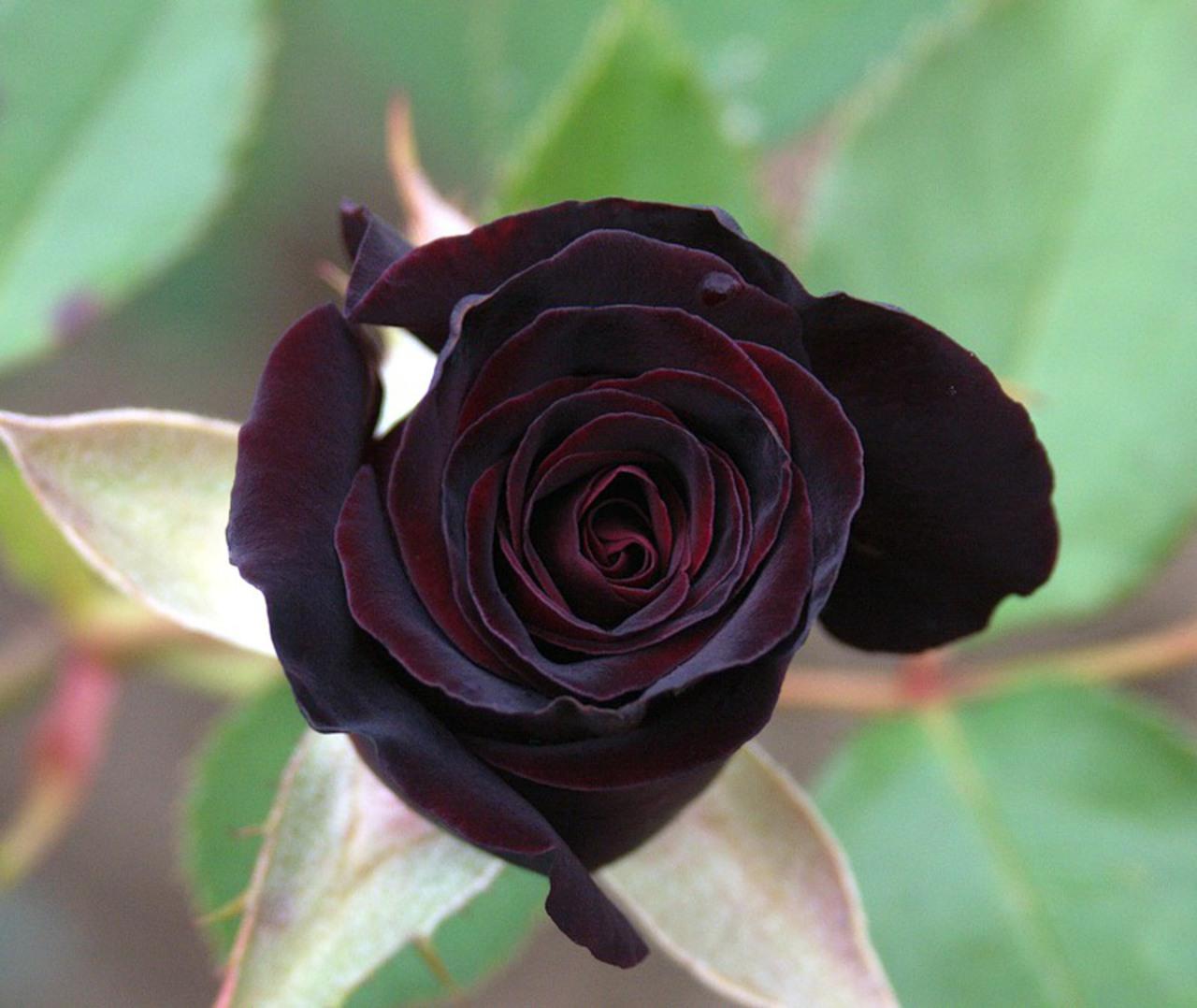 Black Rose Wallpaper HD