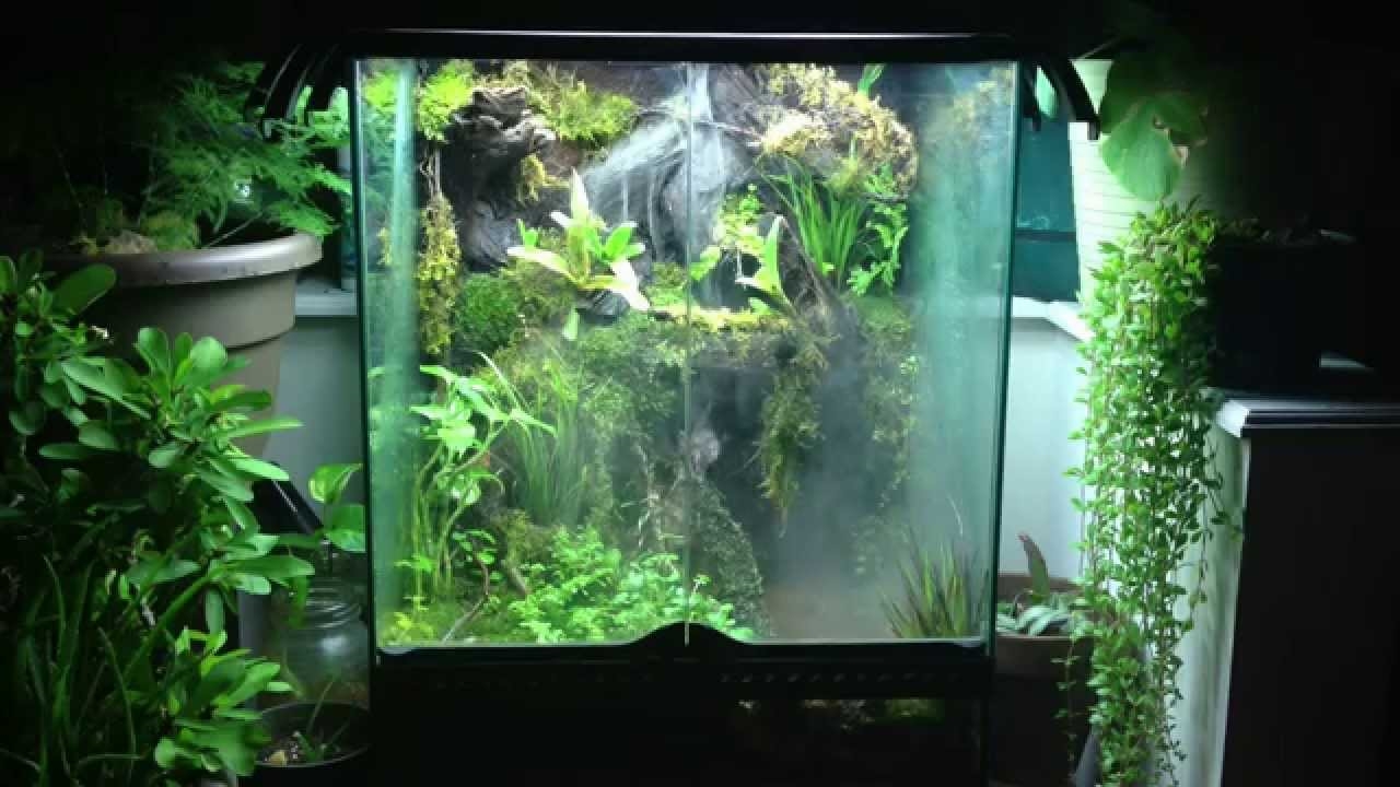 Watch And Learn Build A Paludarium In Easy Steps
