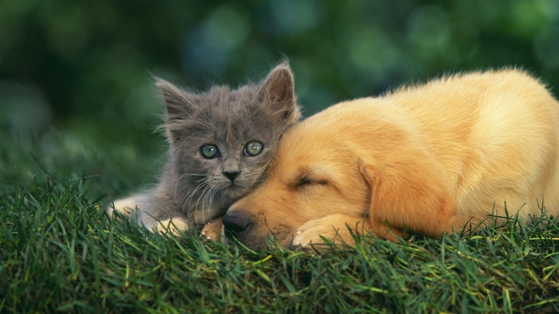 Cats Animals Grass Dogs Baby Wallpaper