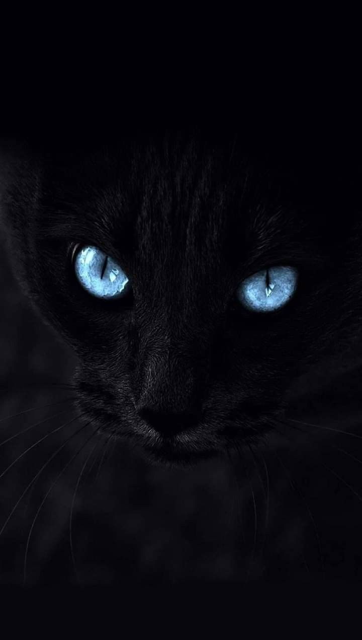 Zora Ferek On Cats Cat Wallpaper Blue Black