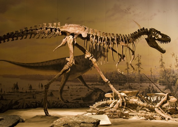 Pin Dinosaur Skeleton Bones Wallpaper