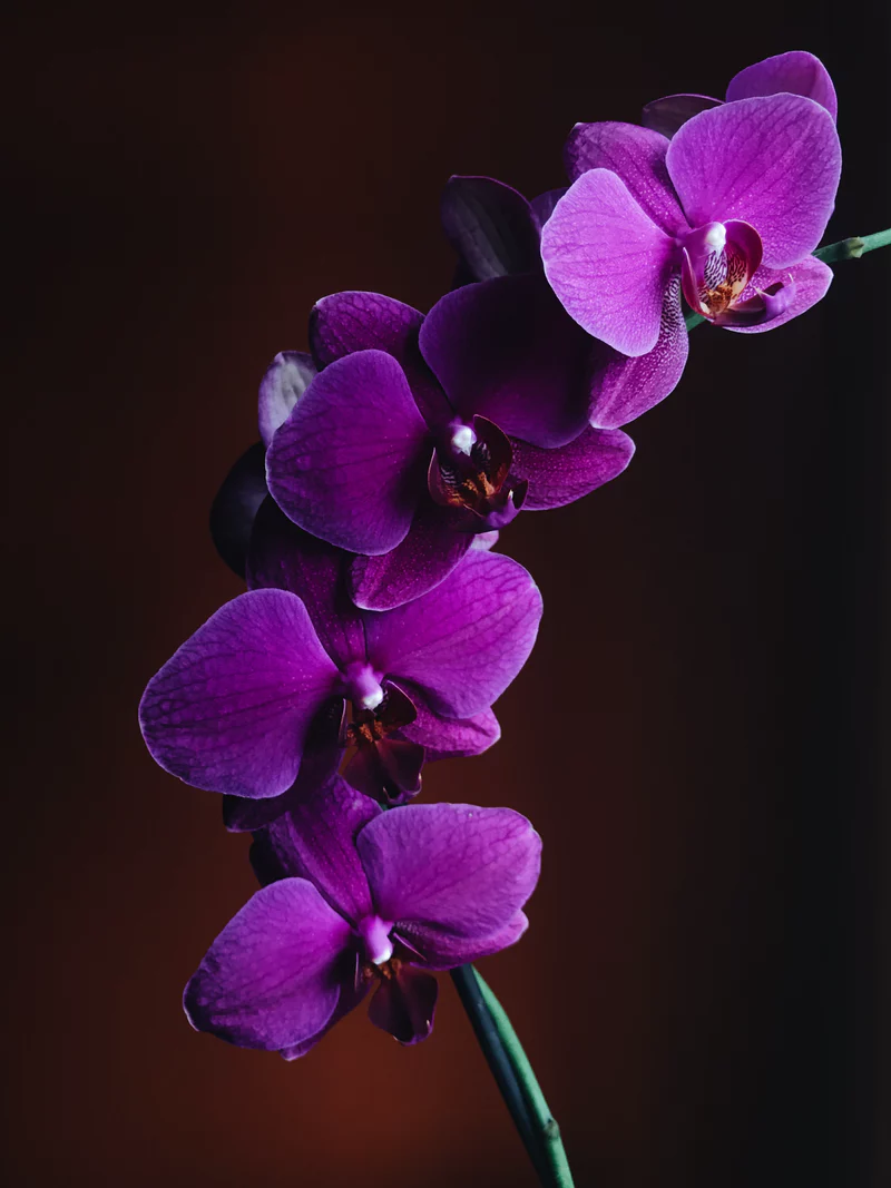 Orchid Pictures Image Stock Photos On