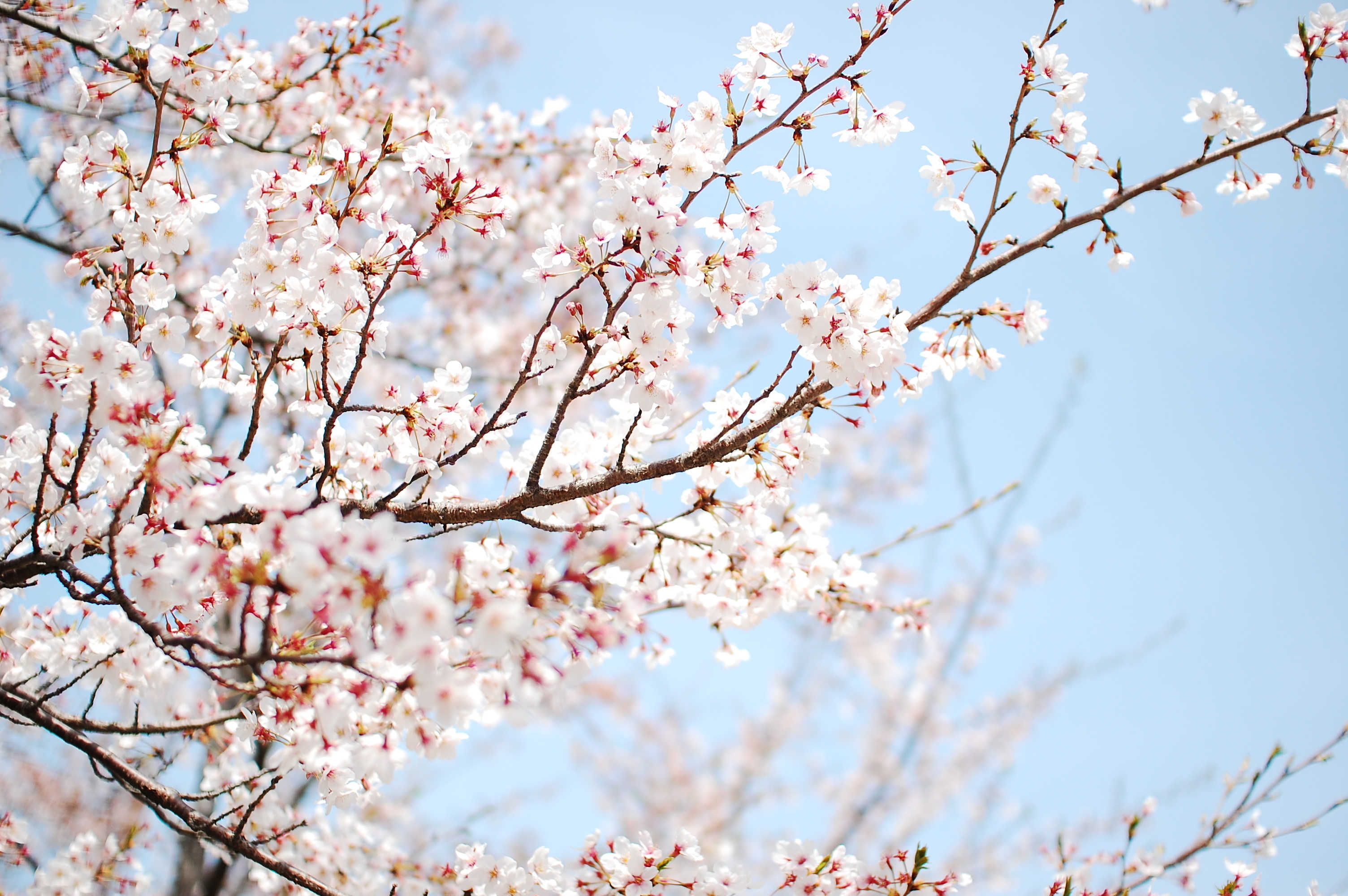 Wallpaper cherry tree blossom sakura flower spring branch