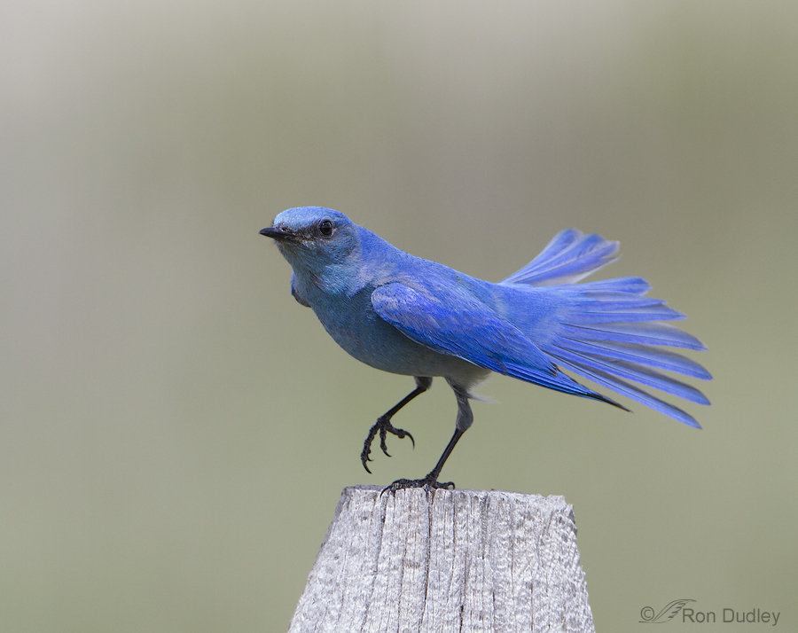 Dancing Bluebird Feathered Photography
