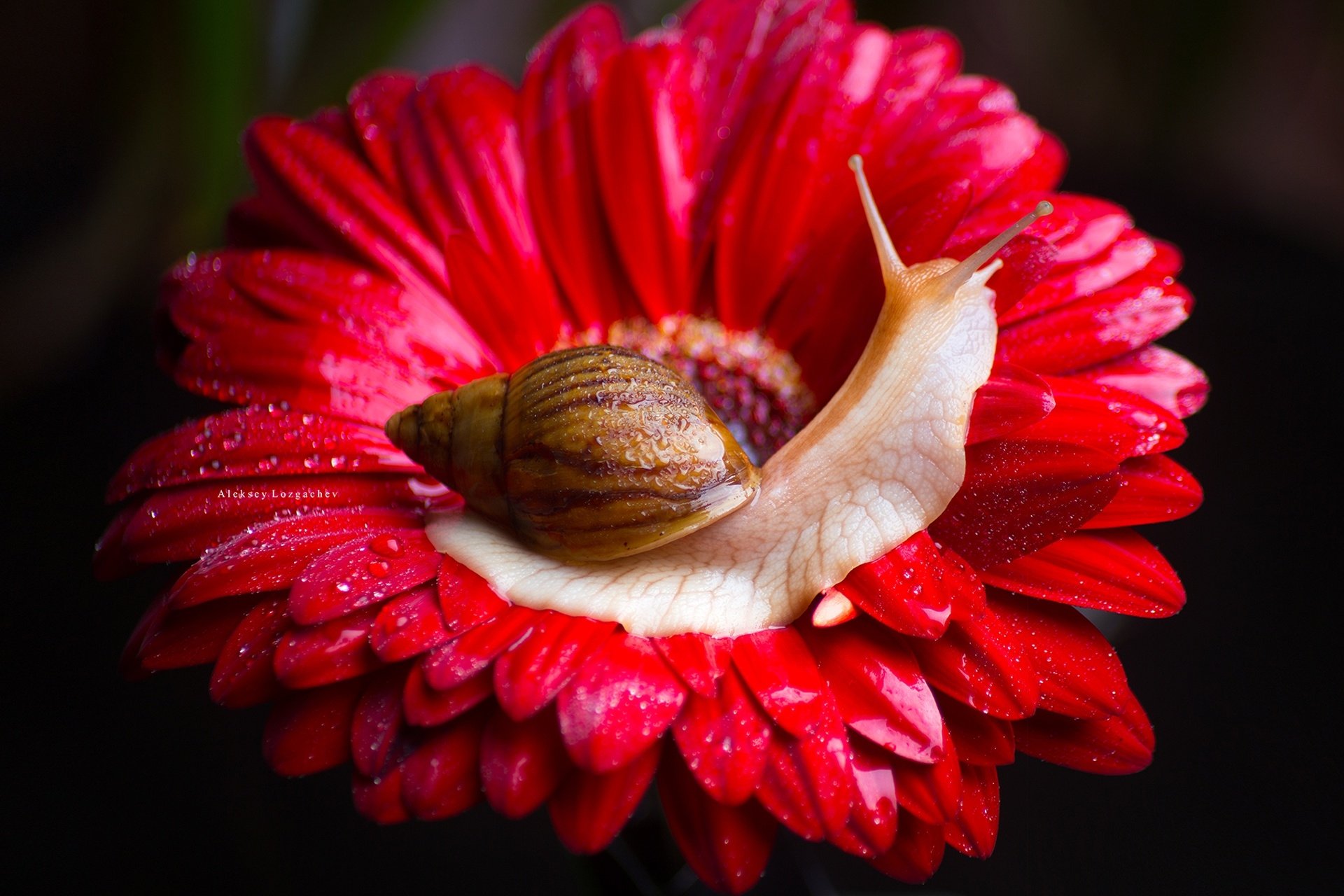 Gerbera Macro Flower Animal Snail HD Wallpaper