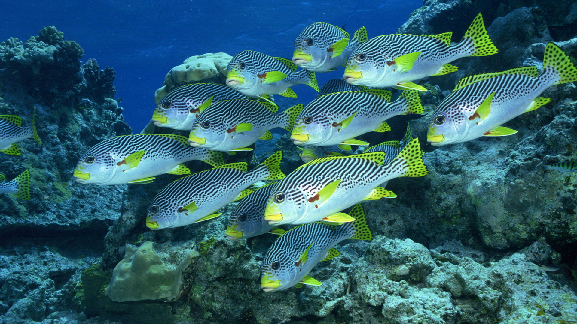 Fish Wallpaper Undersea Cool Walldiskpaper