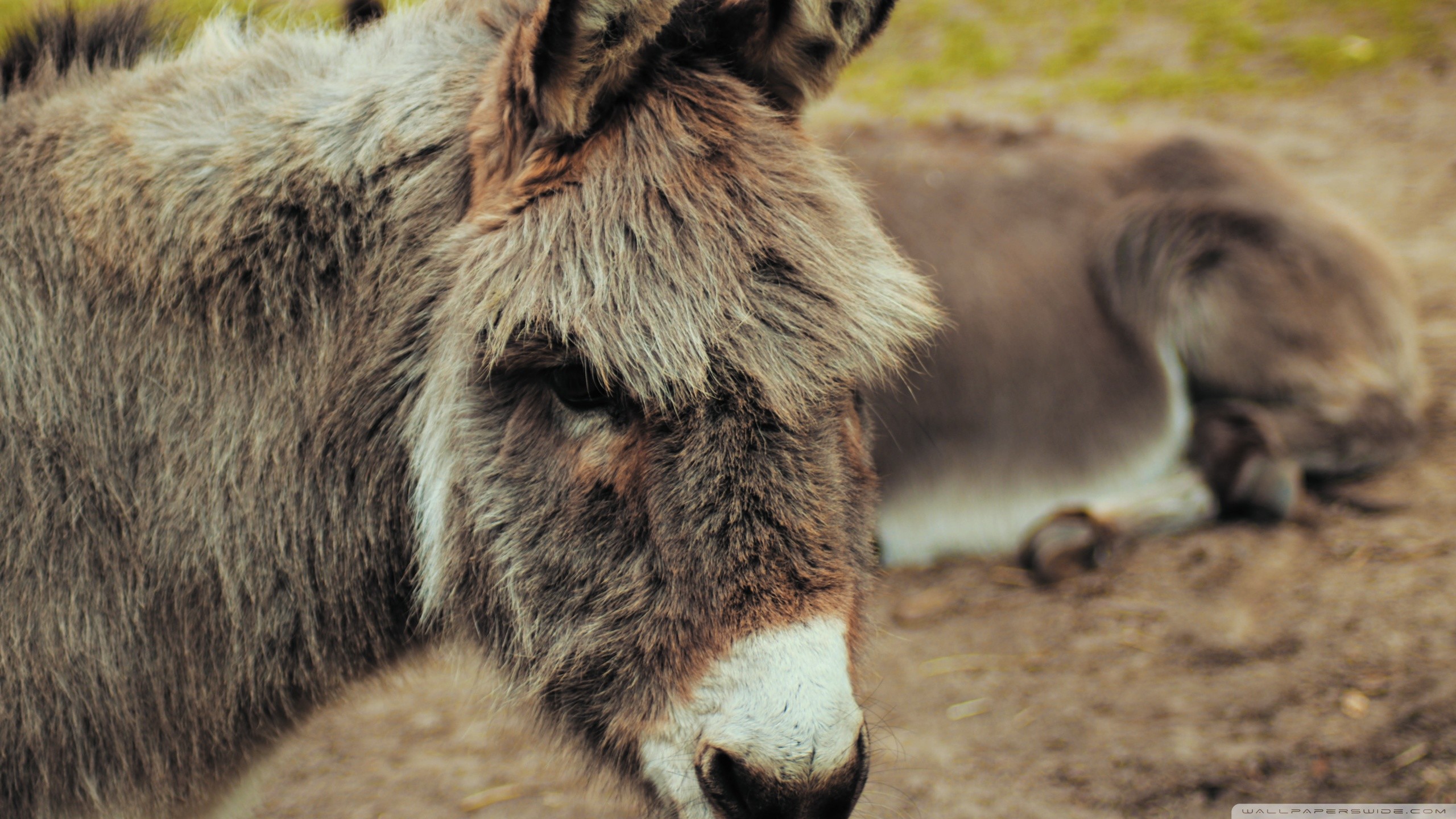 Donkey Wallpaper