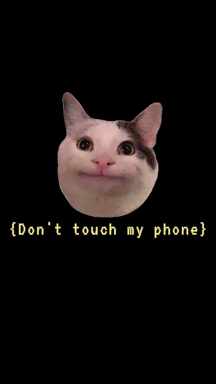 Hilarious Cat Memes Wallpaper Will Get You Giggling All Day