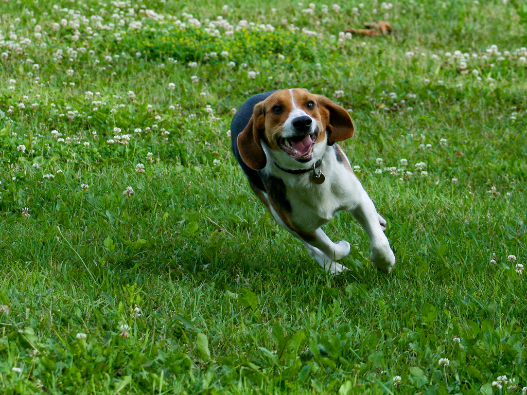 Beagles Image Beagle HD Wallpaper And Background Photos
