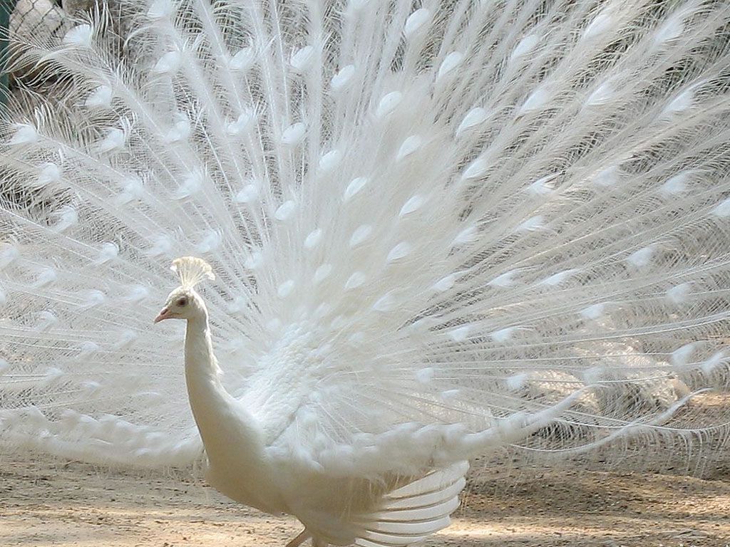 White Peacock Wallpaper Birds