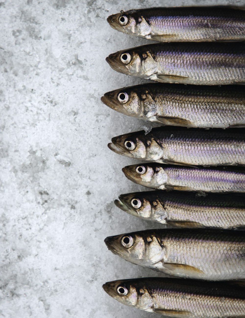 Smelt Picture Wallpaper