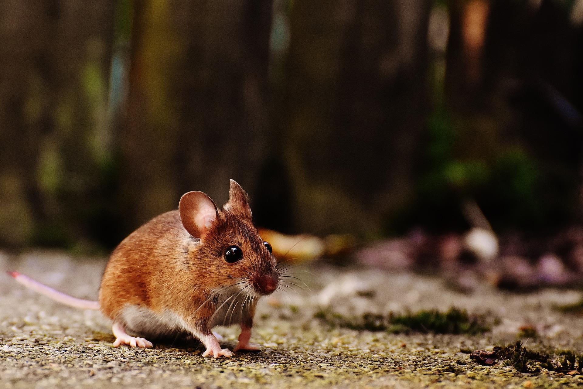 Mouse Wallpaper HD For Android Apk