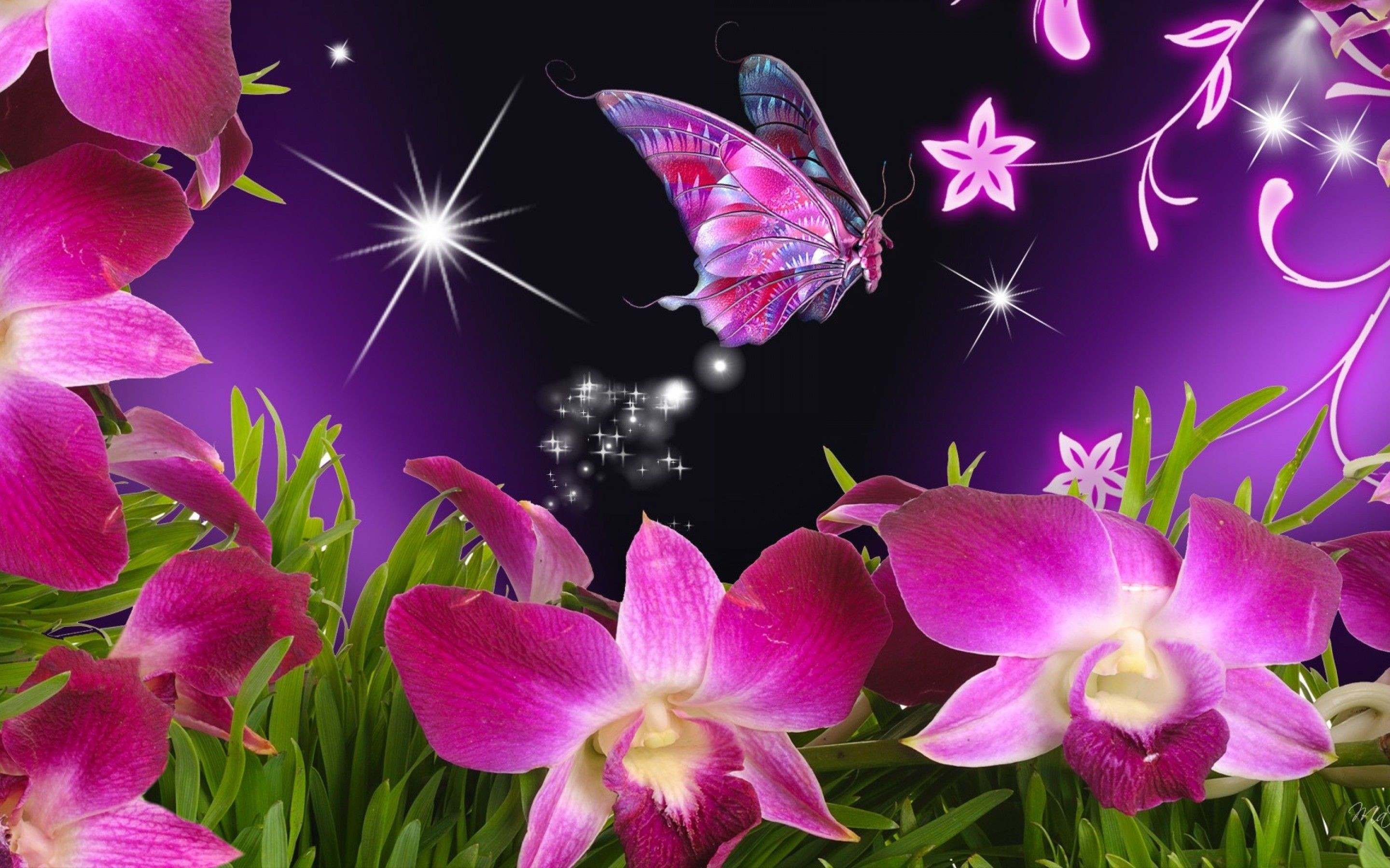 Pink Butterfly Wallpaper Desktop Image