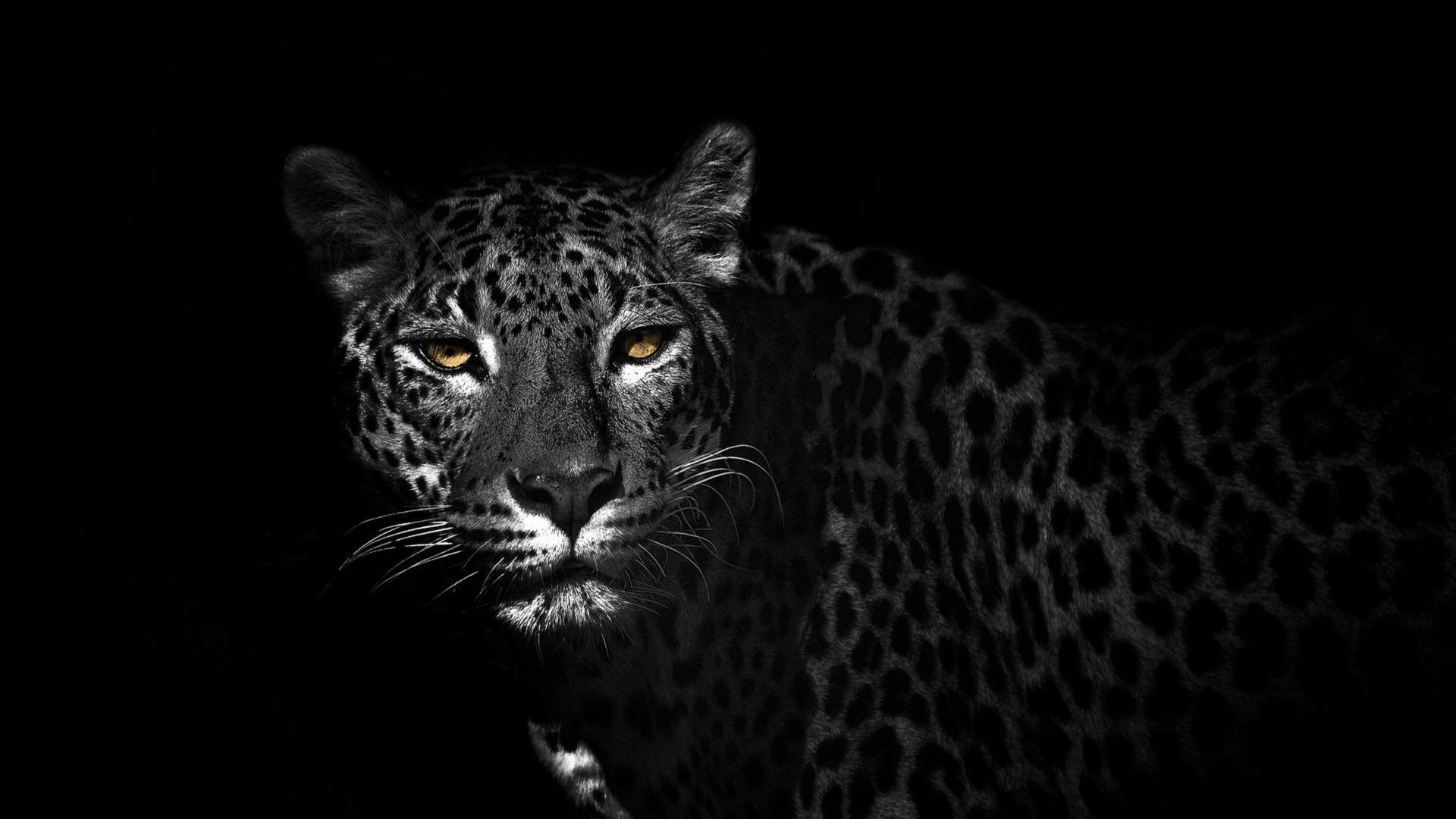 Black Leopard Wallpaper