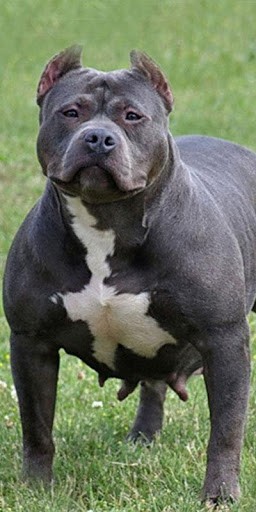 Pitbull Dogs HD Wallpaper For Android Appszoom