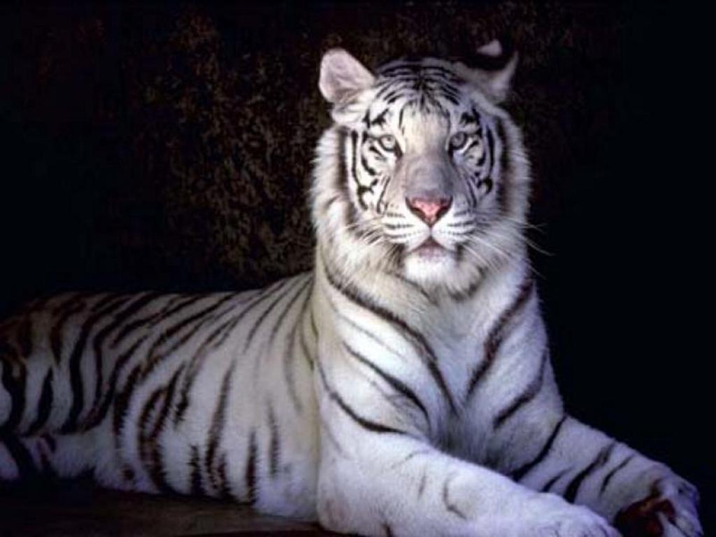 White Tiger Wallpaper And Screensaver